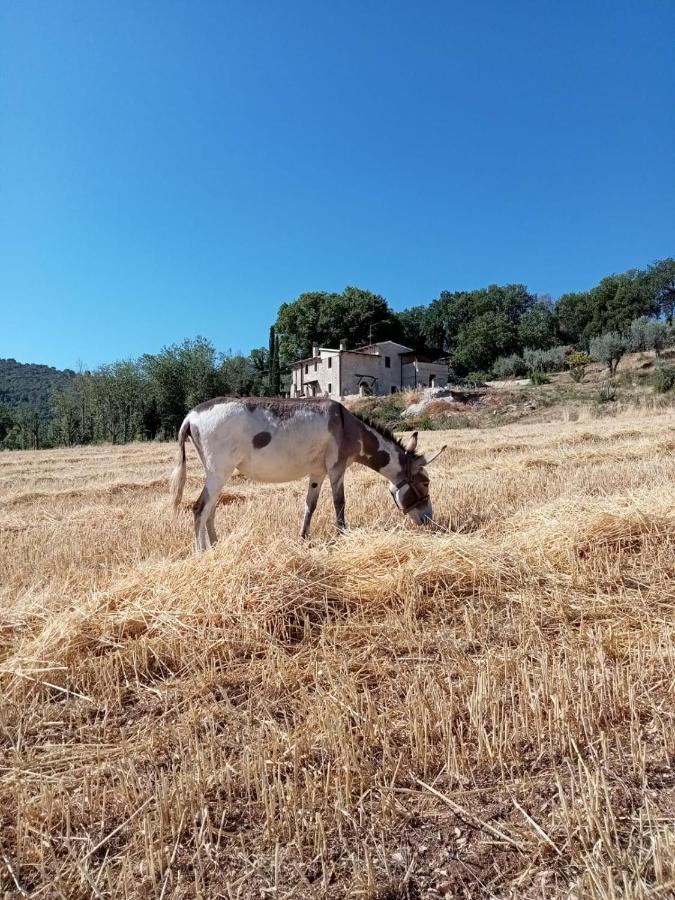 Volver B&B Spoleto Eksteriør billede